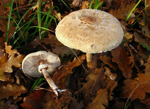 Macrolepiota